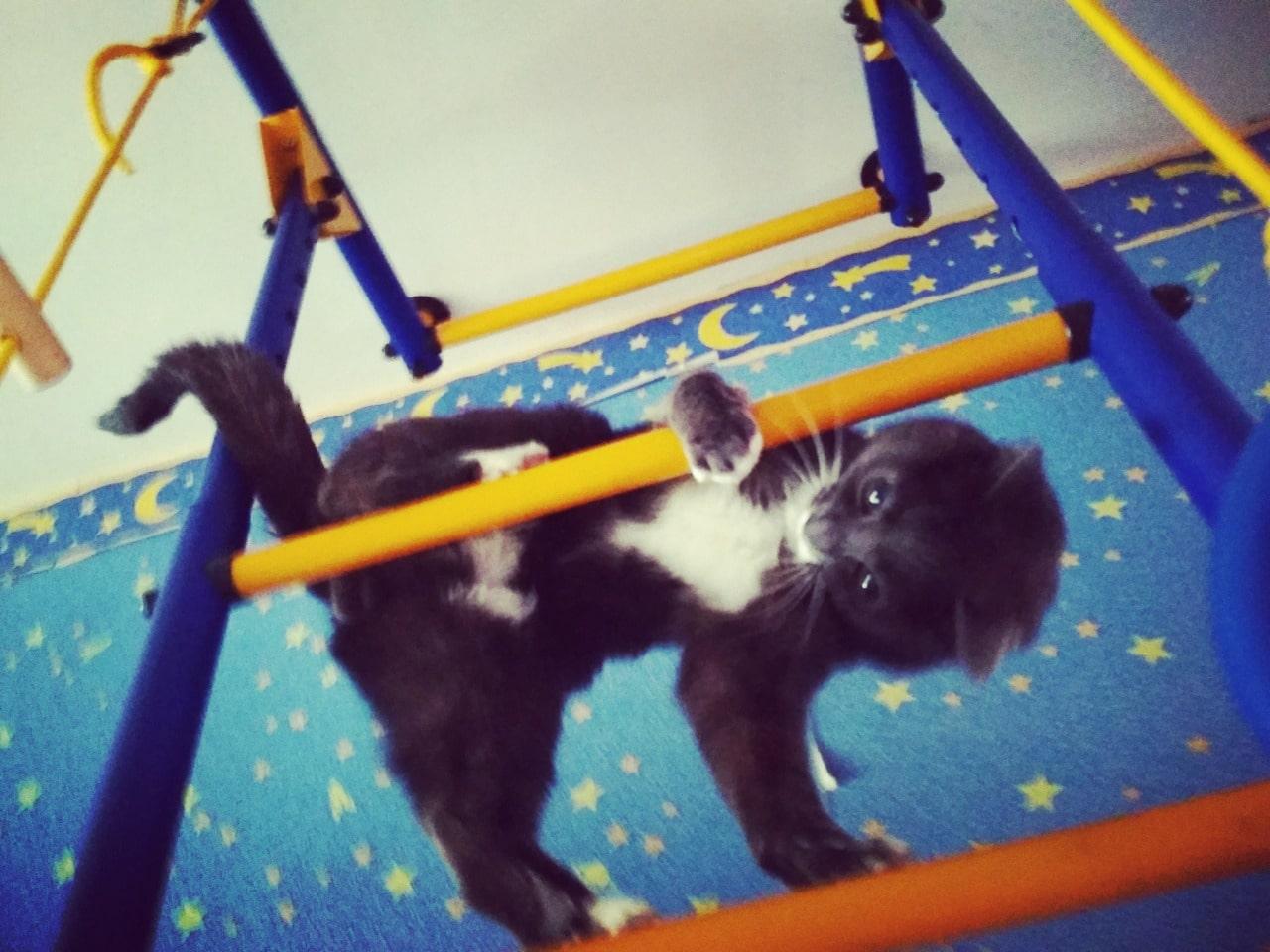 Фото Умный Умка: кот с говорящим именем стал вторым победителем недели в конкурсе «Главный котик Новосибирска» 3